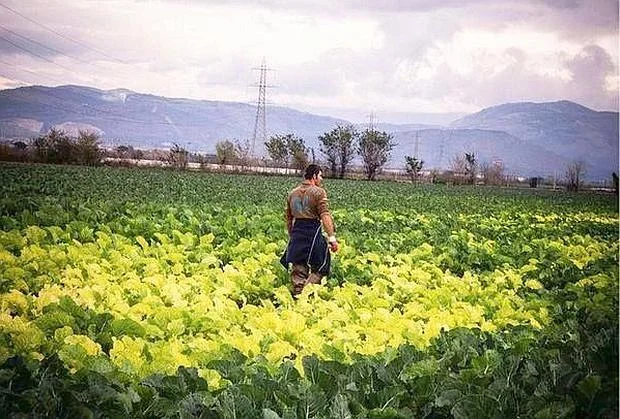 storia dei cavolfiori con le foglie gialle
