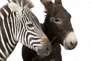Dialogo tra il Ciuccio e la Zebra item-thumbnail