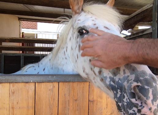 Il procuratore della Fise: “Il tempo dell’omertà nell’equitazione è finito”