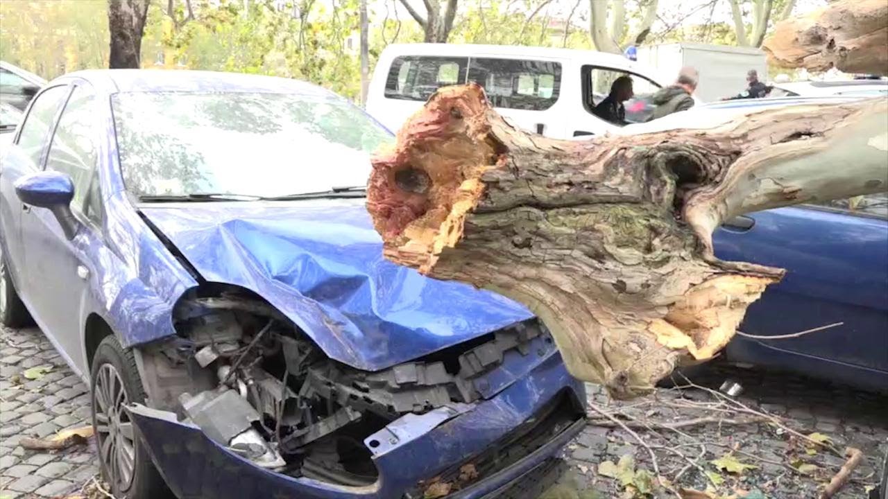 Napoli come Roma (quasi): nella capitale 8mila alberi a rischio caduta