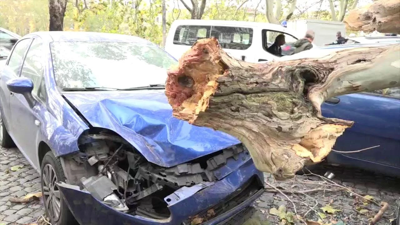 Roma alberi a rischio caduta
