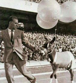Quando a Napoli il ciuccio faceva il giro di campo al San Paolo Quando a Napoli il ciuccio faceva il giro di campo al San Paolo