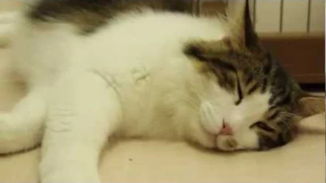 animali domestici