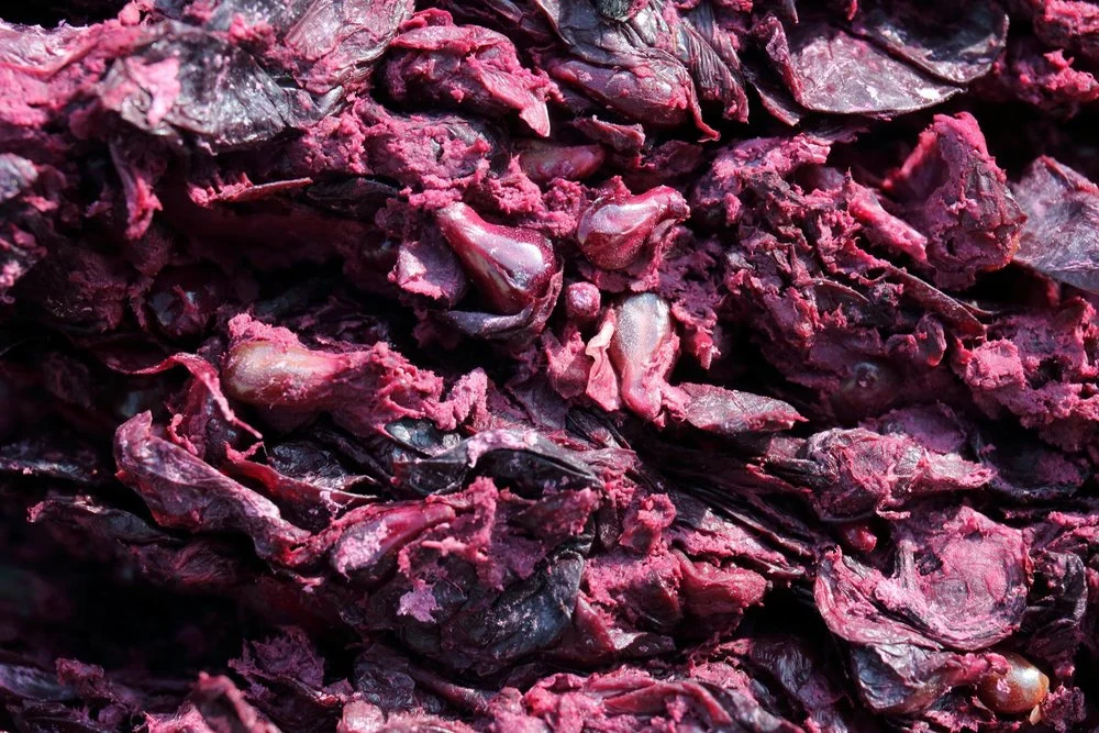 cura del vino