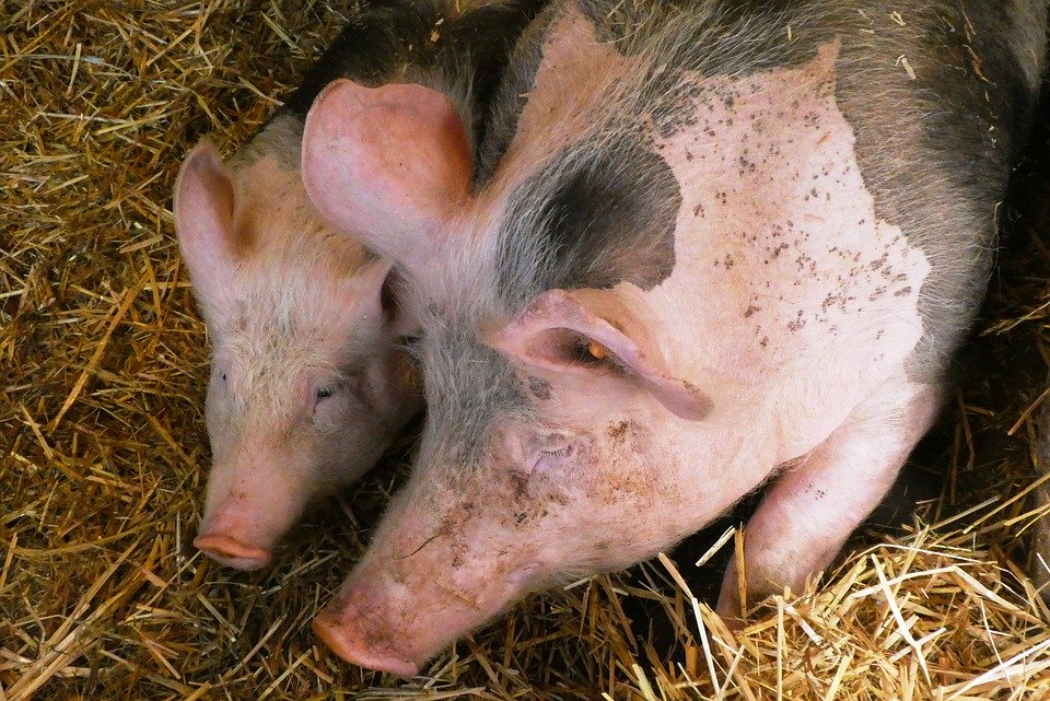 Il virus influenzale dei maiali pronto a saltare all’uomo: in Cina è già allarme per la prossima pandemia Il virus influenzale dei maiali pronto a saltare all’uomo: in Cina è già allarme per la prossima pandemia