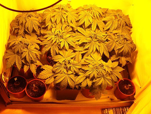 I giocatori NBA potranno farsi le canne: niente test a sorpresa sulla marijuana I giocatori NBA potranno farsi le canne: niente test a sorpresa sulla marijuana