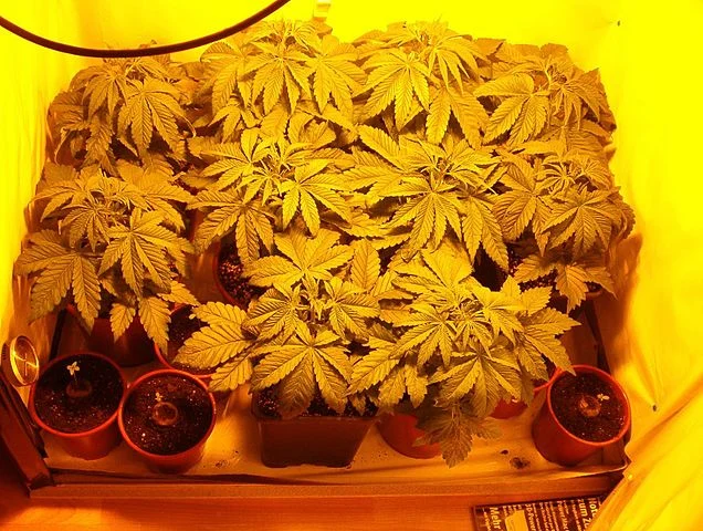 cannabis