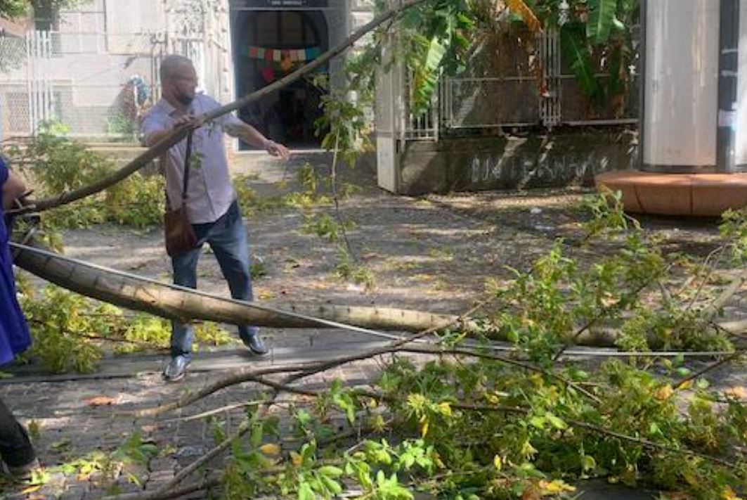 Il Comune di Napoli affronta finalmente il problema degli alberi ed esternalizza la loro manutenzione Il Comune di Napoli affronta finalmente il problema degli alberi ed esternalizza la loro manutenzione