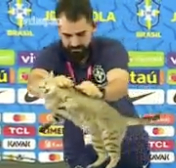 Gatto alla conferenza del Brasile, le ONG fanno causa alla Federazione