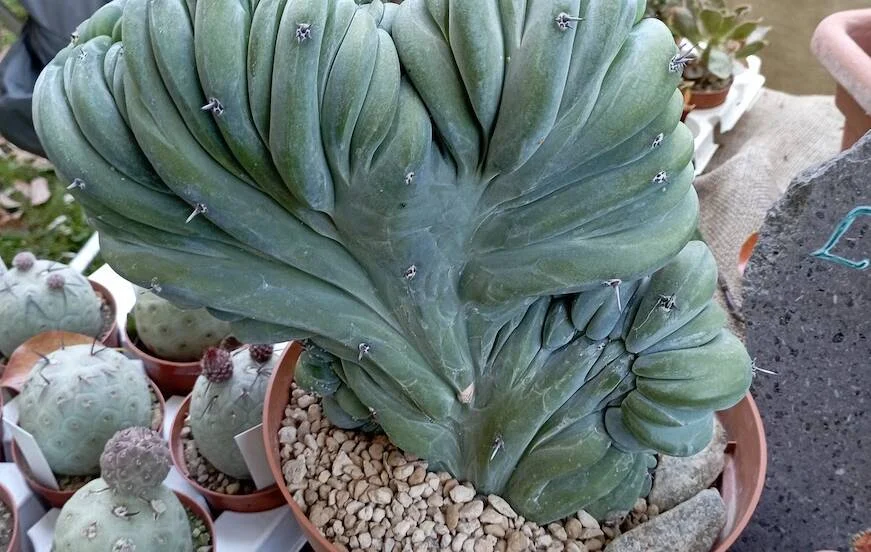 Planta
